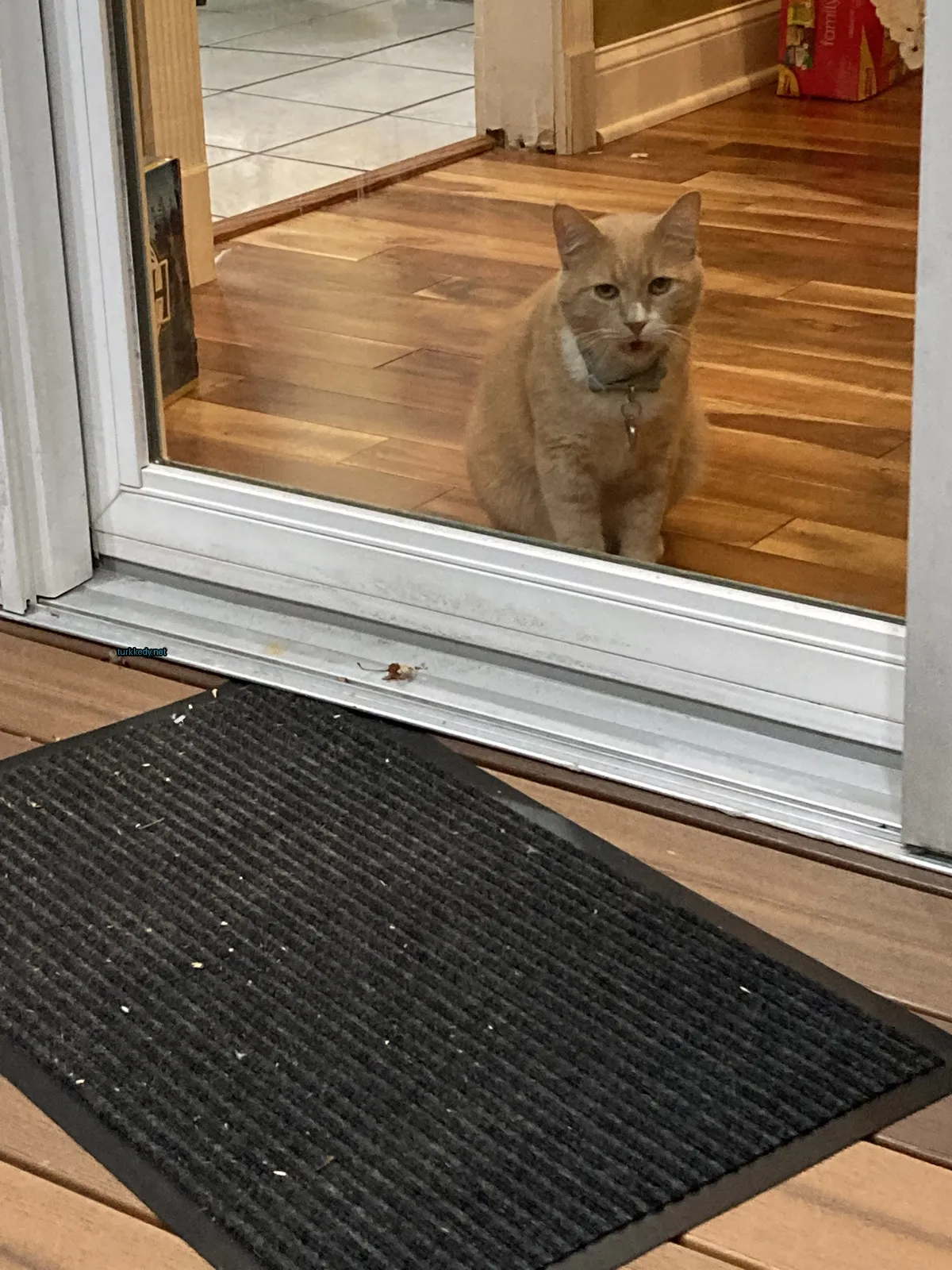 Kedi #3900