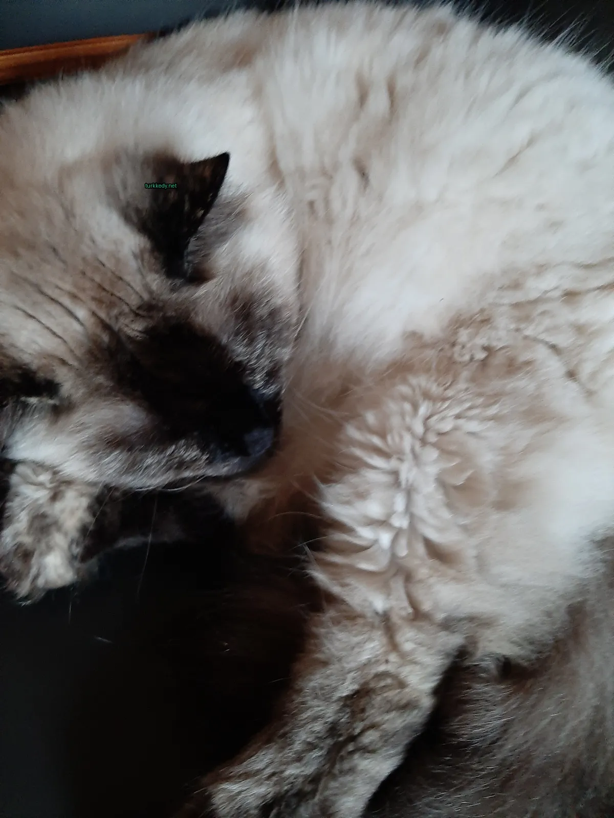 Kedi fotoğrafı #3902