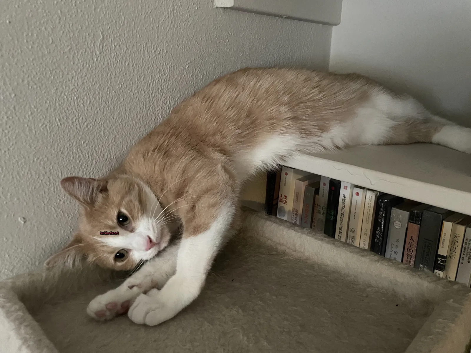 Kedi #3901