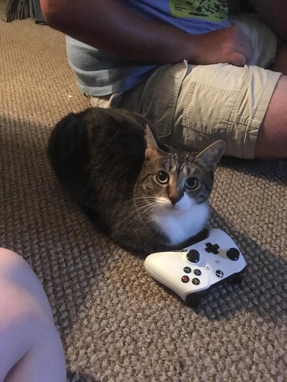 Kedi #3903