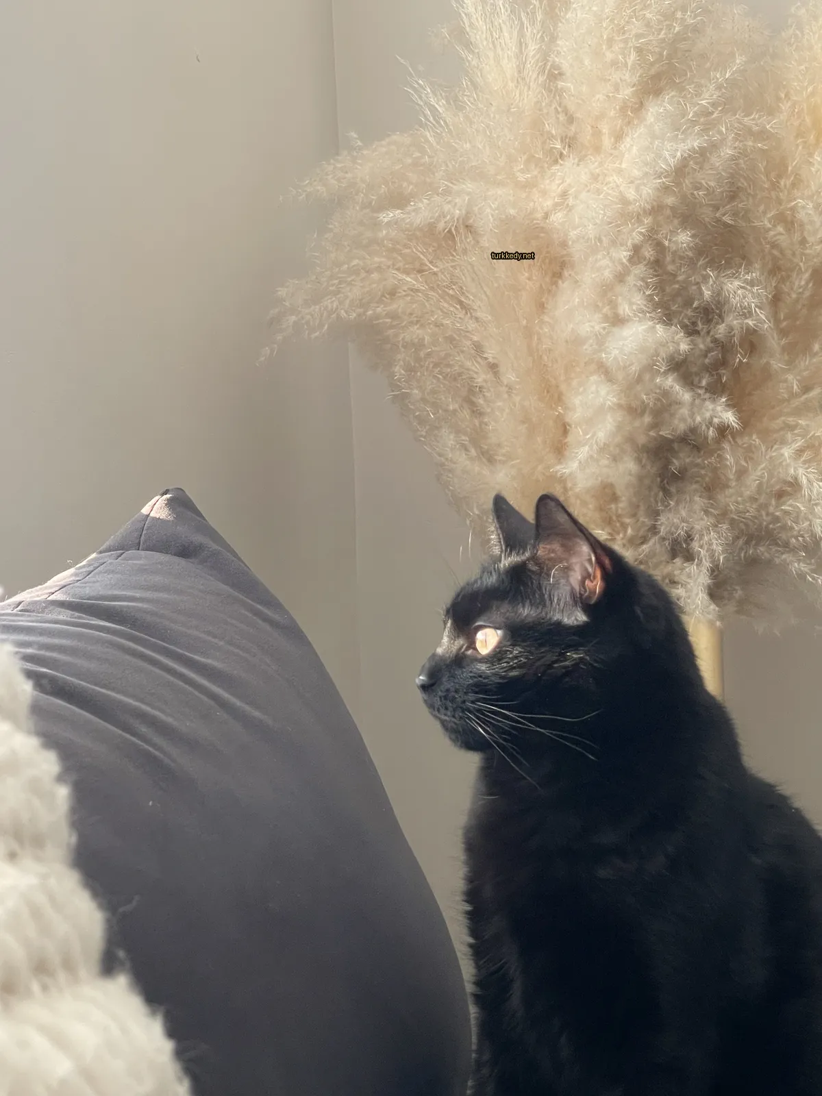 Kedi #3905