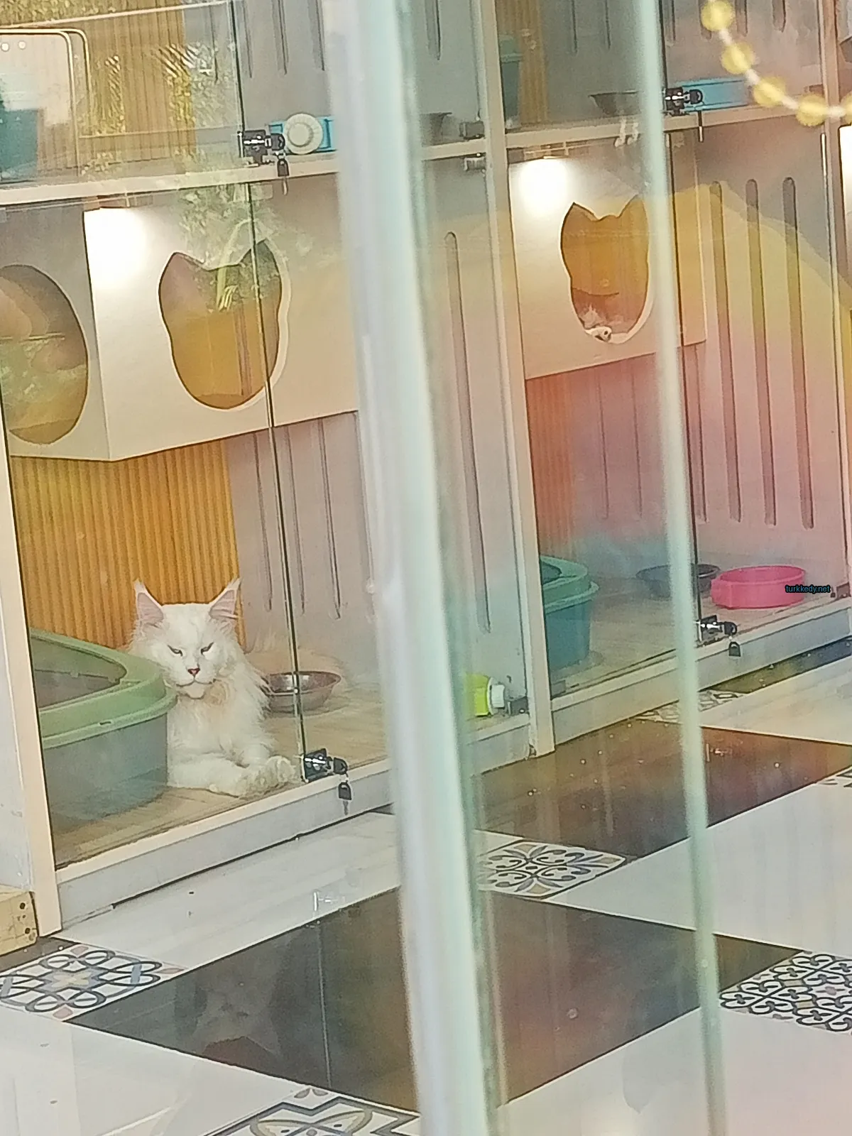 Kedi #3904