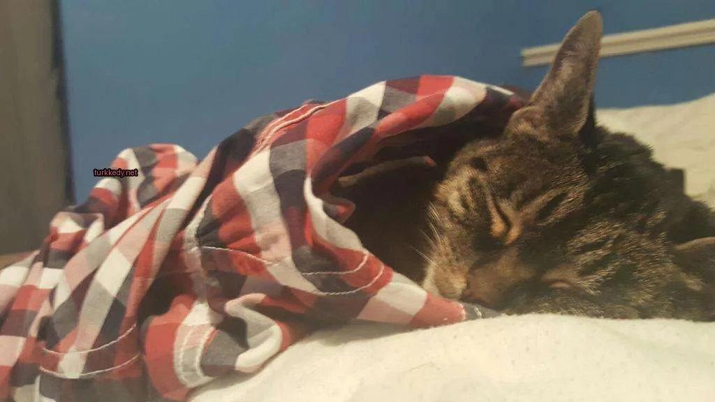 Kedi #3906