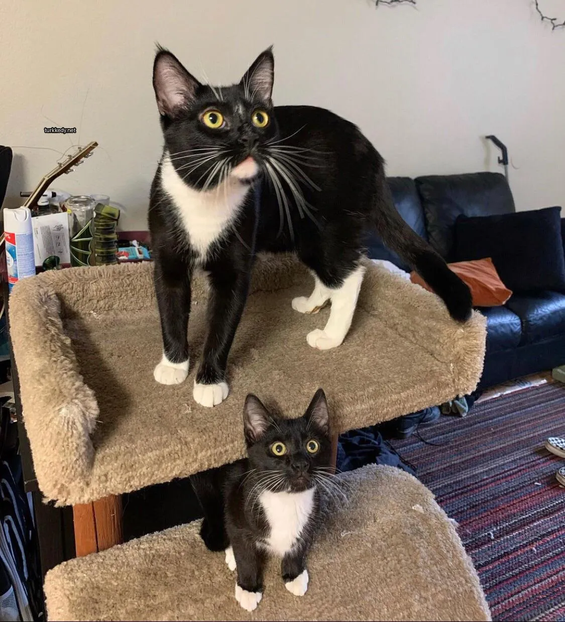Kedi #3907
