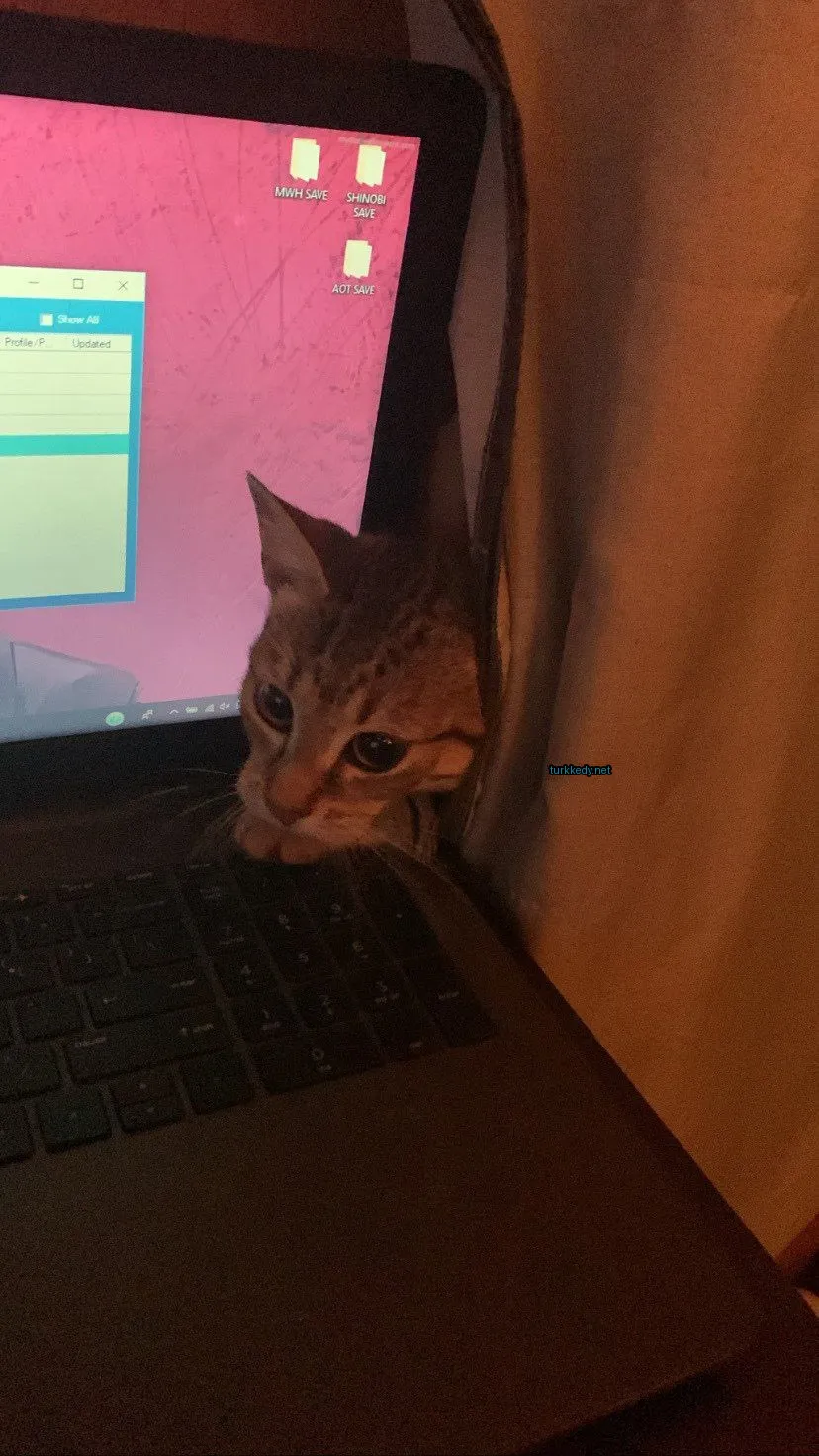Kedi #3909