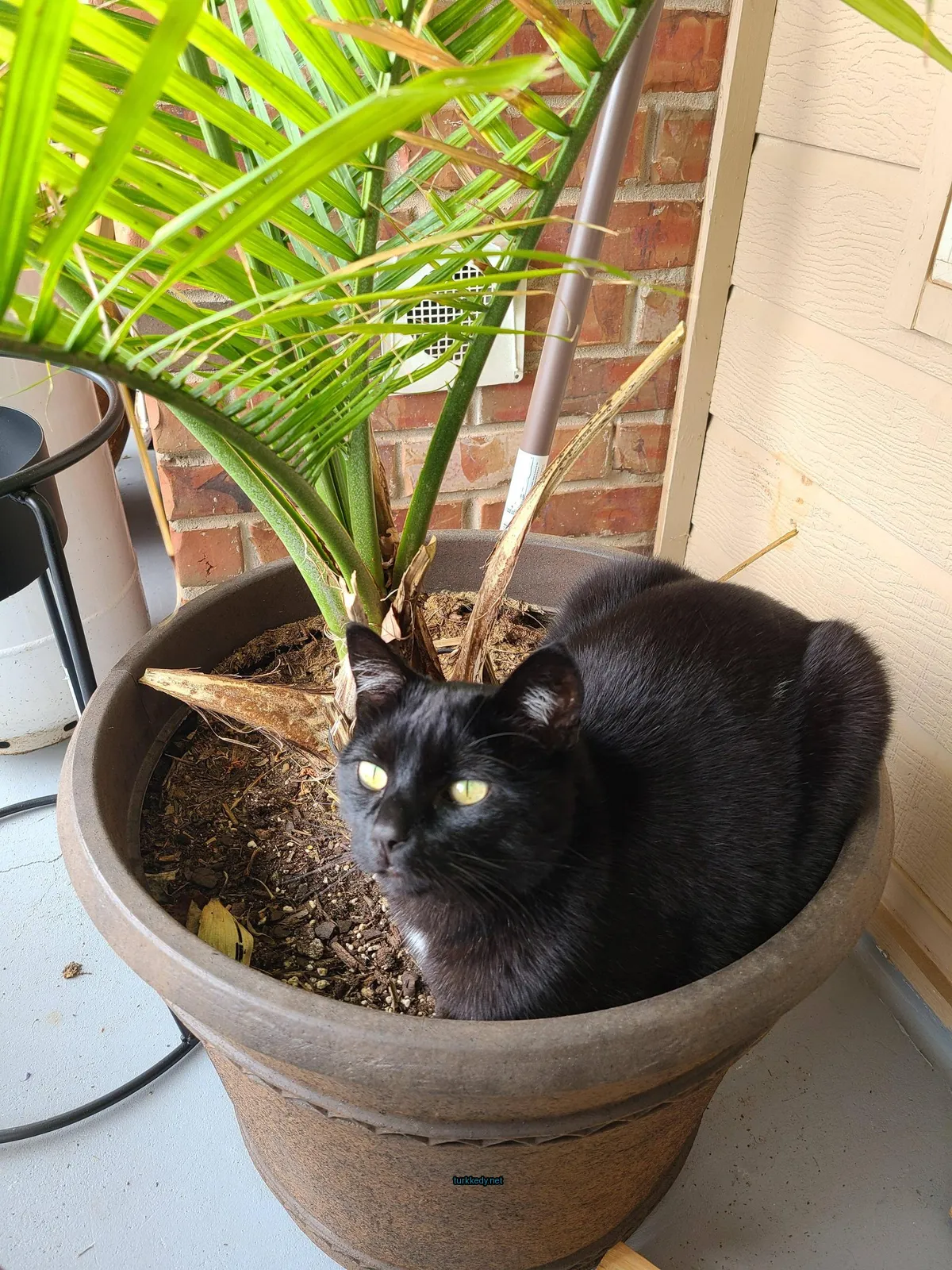 Kedi #3910