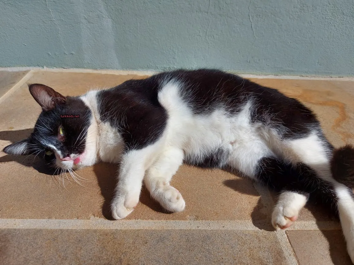Kedi #3911