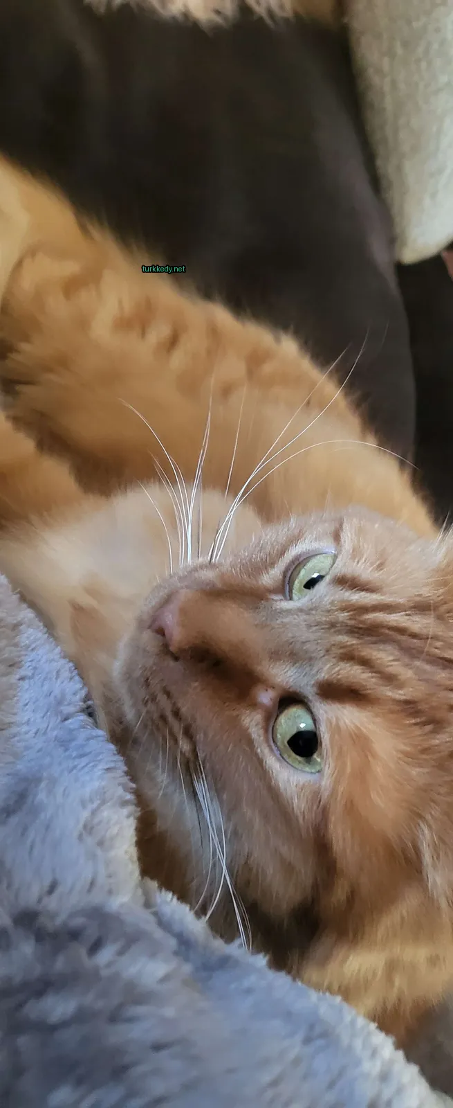 Kedi #3912