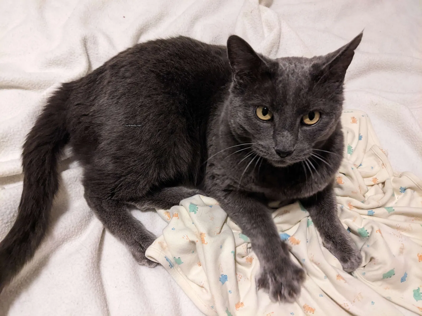 Kedi #3913