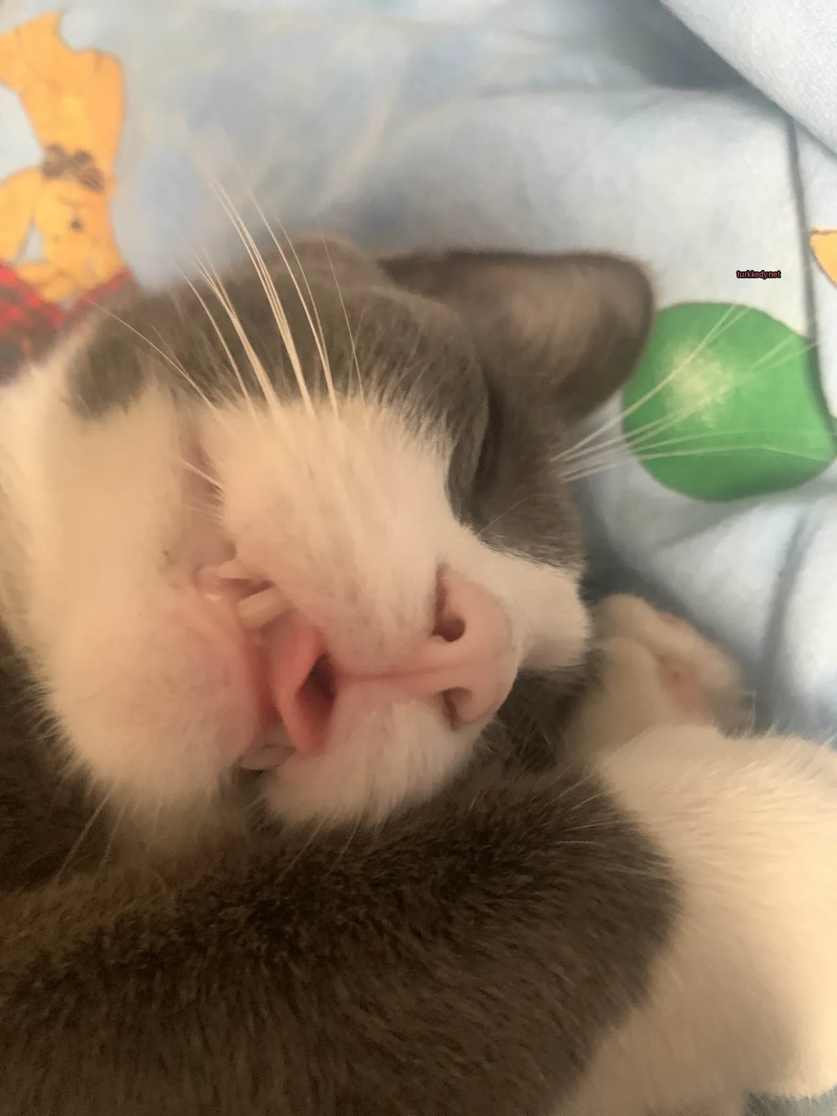 Kedi #3915