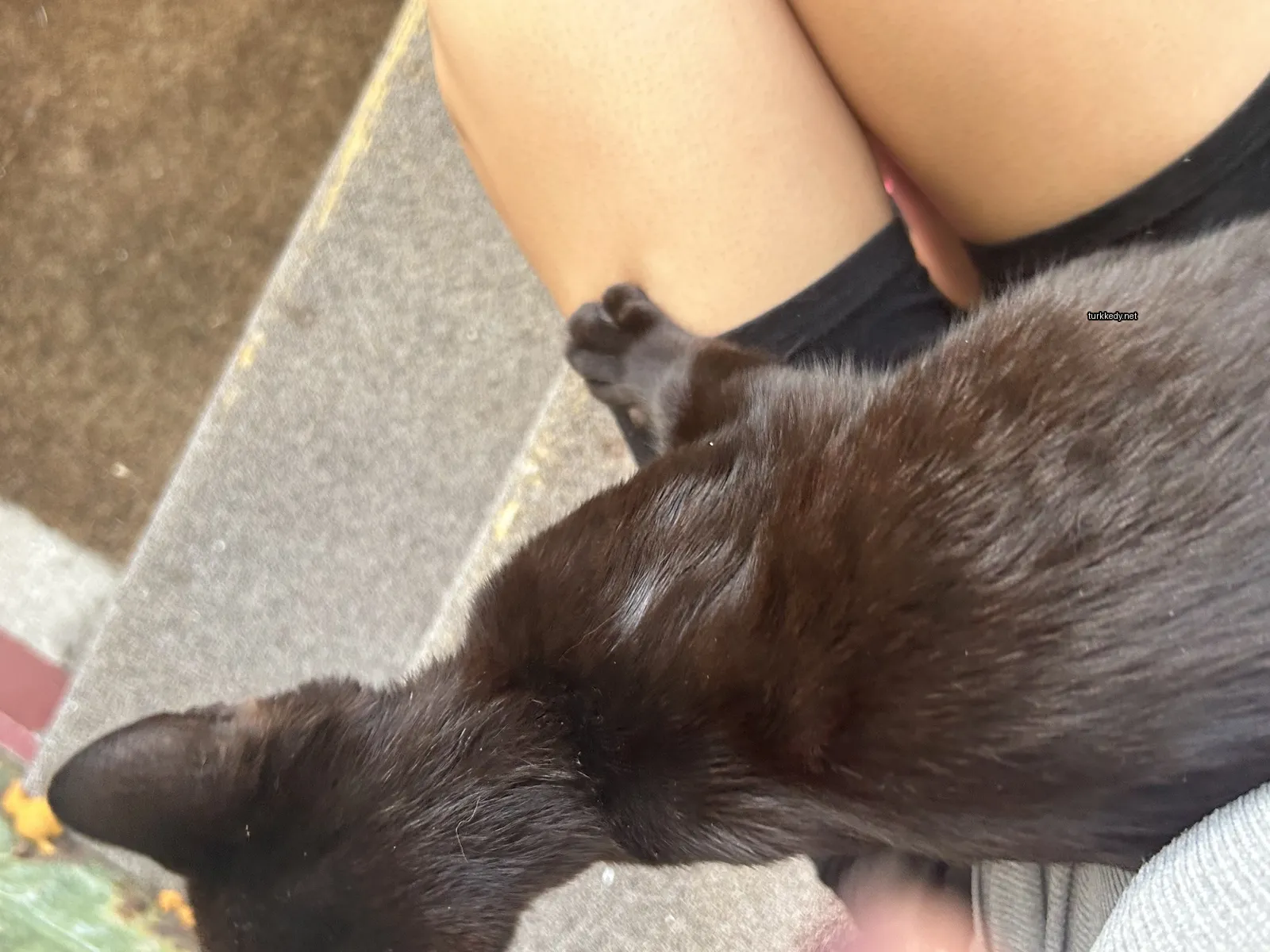 Kedi #3914