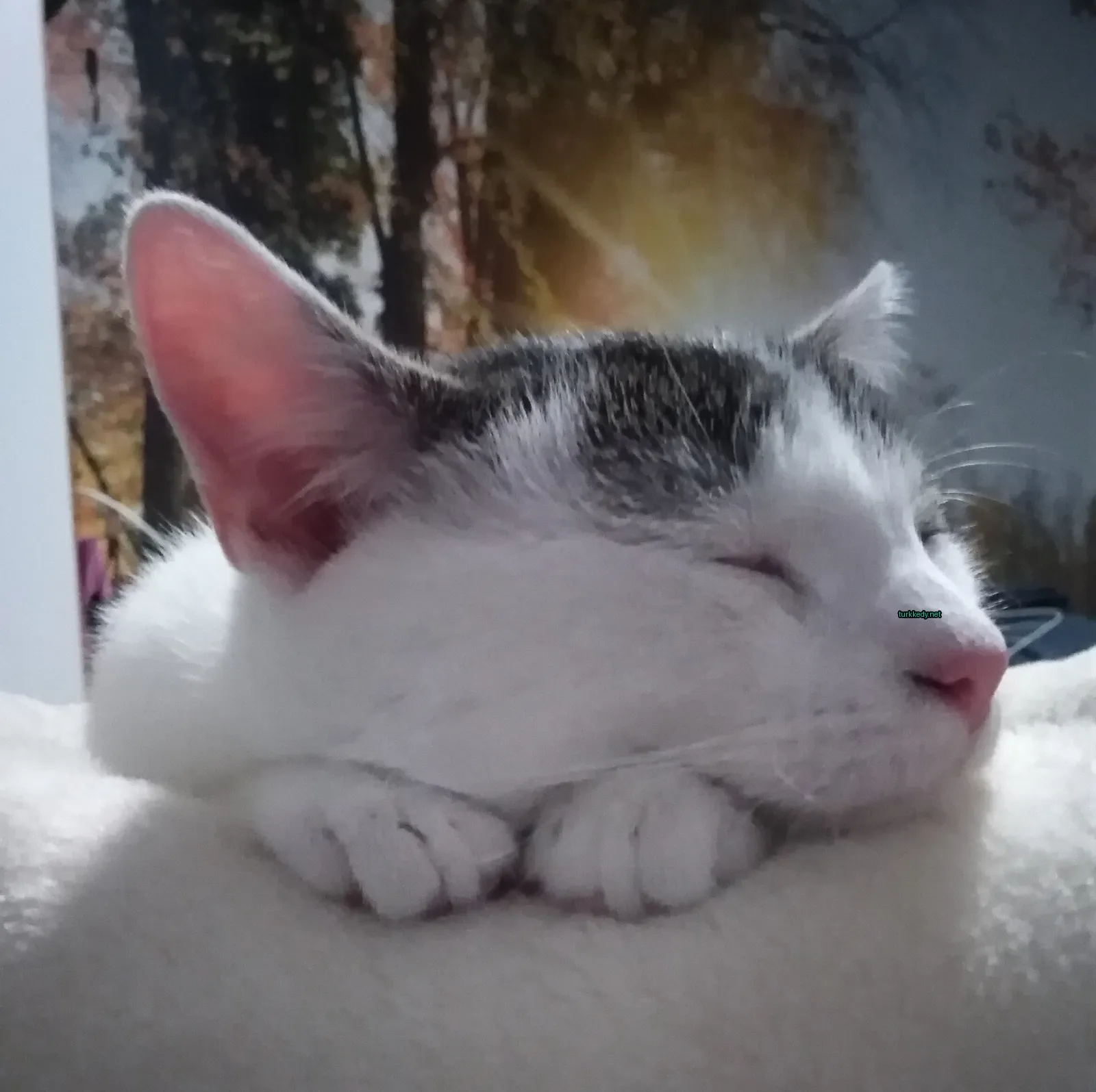 Kedi #3916