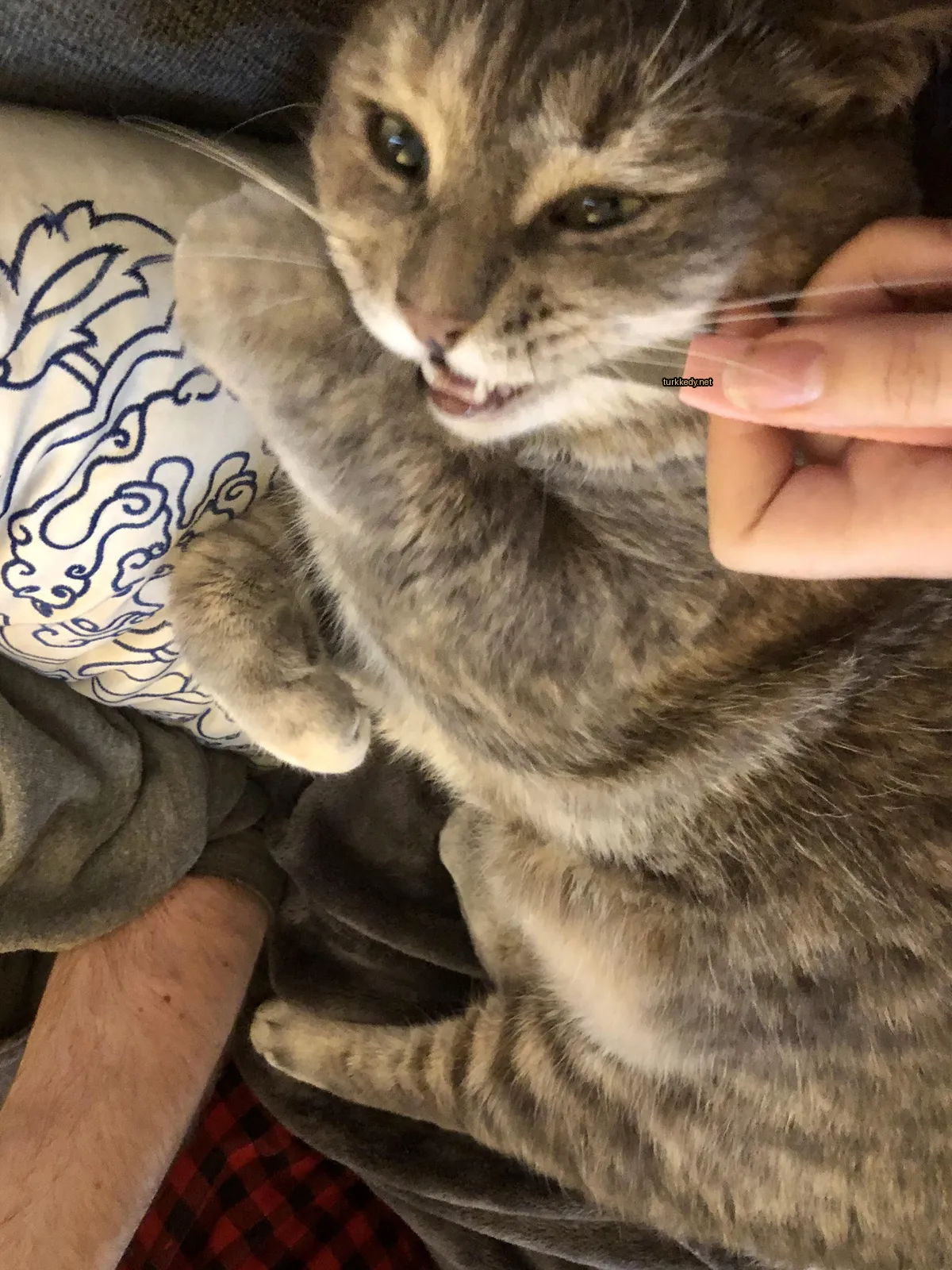 Kedi #3917