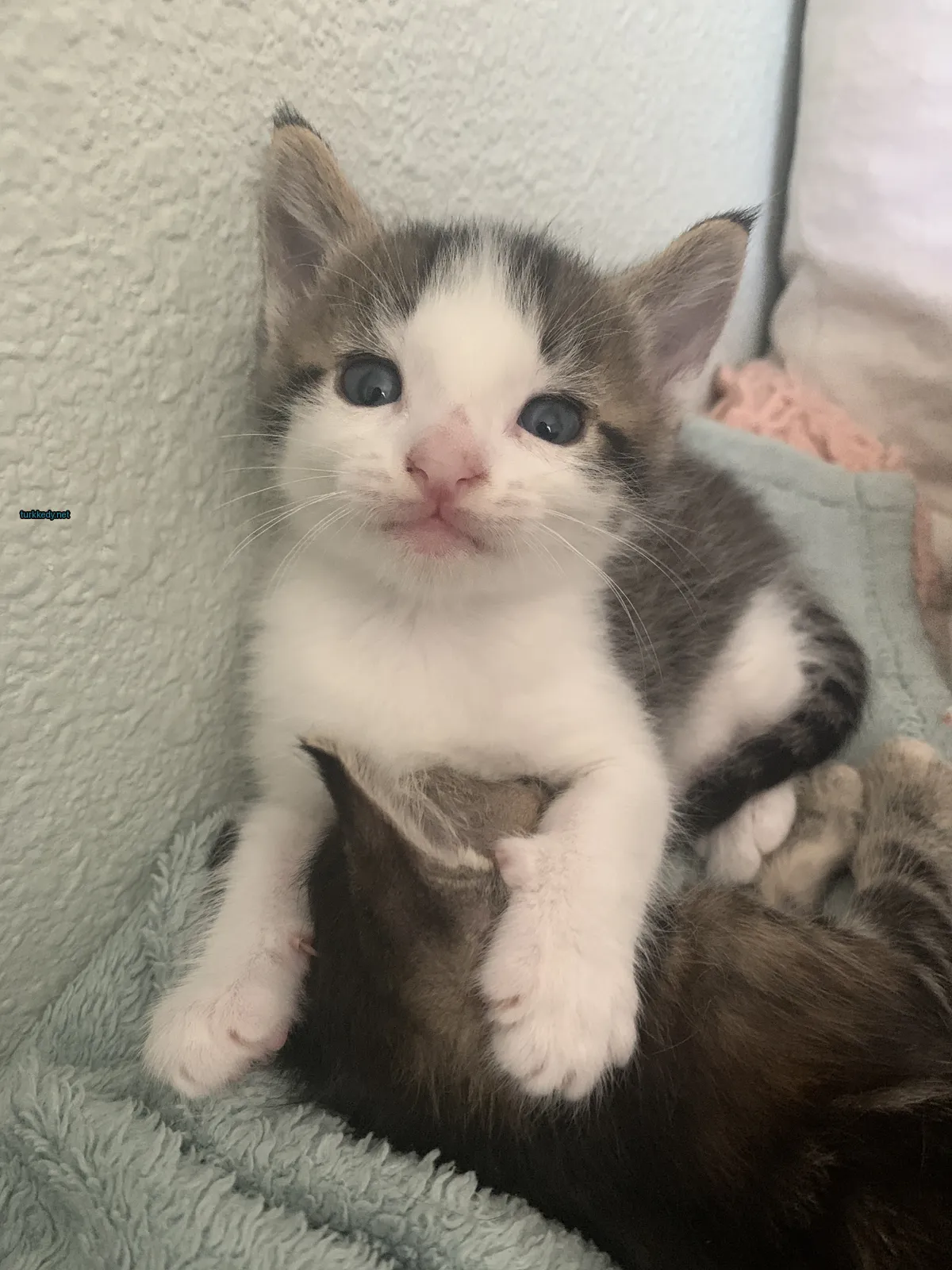 Kedi #3918