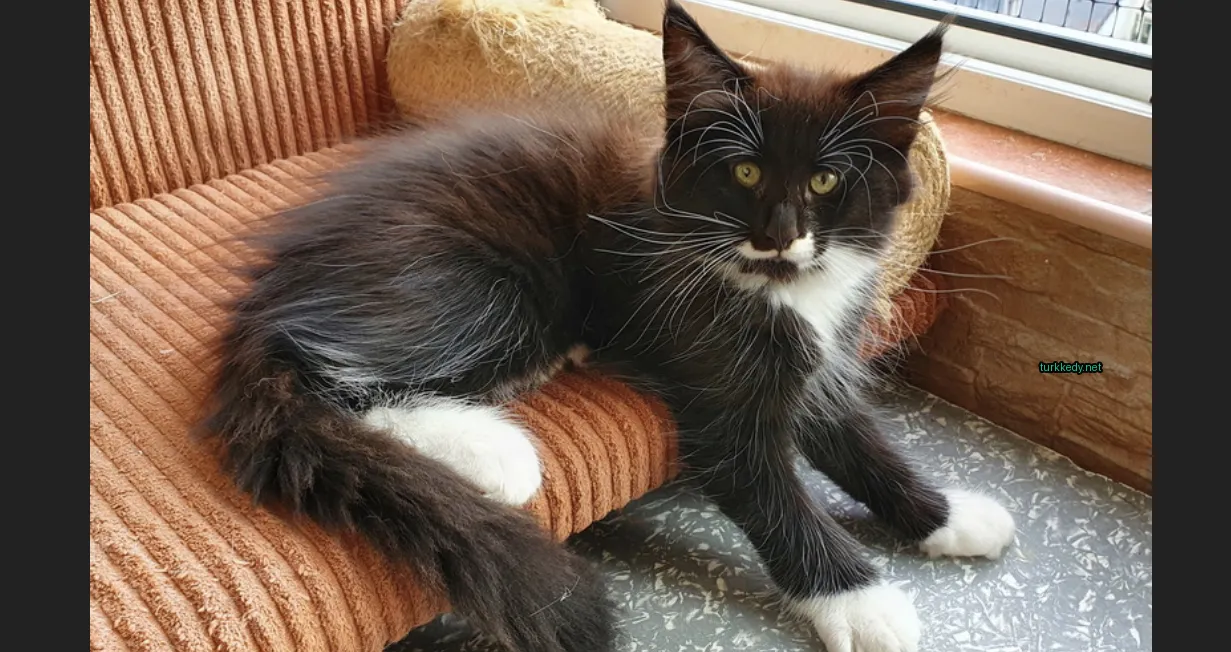 Kedi #3920