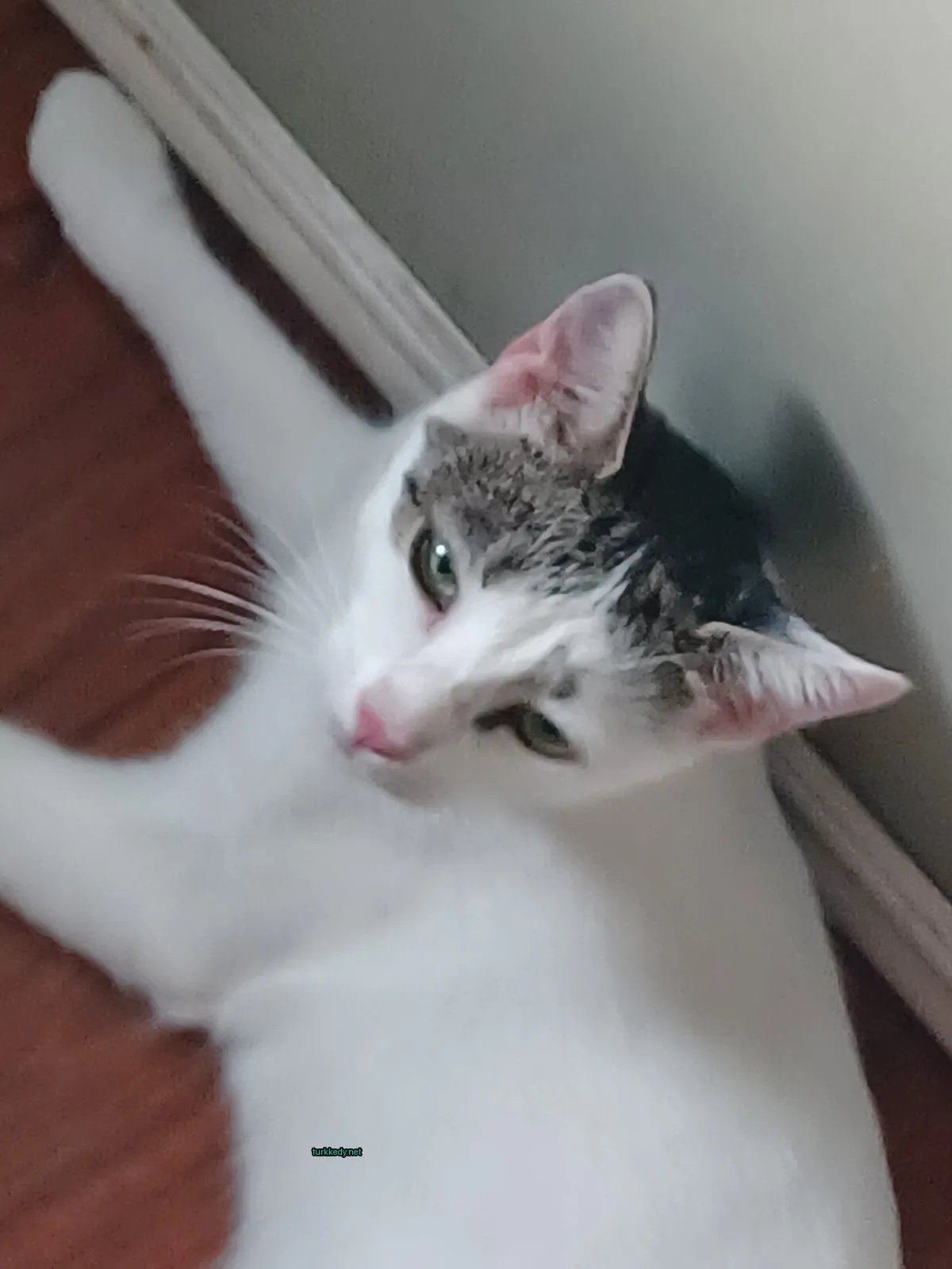 Kedi #3921