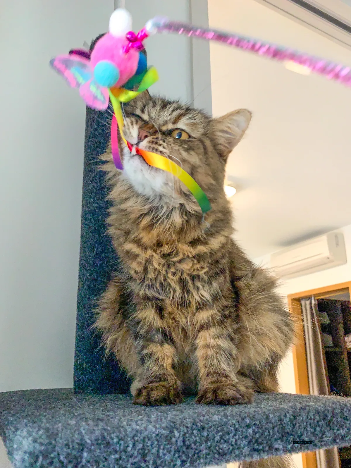 Kedi #3922