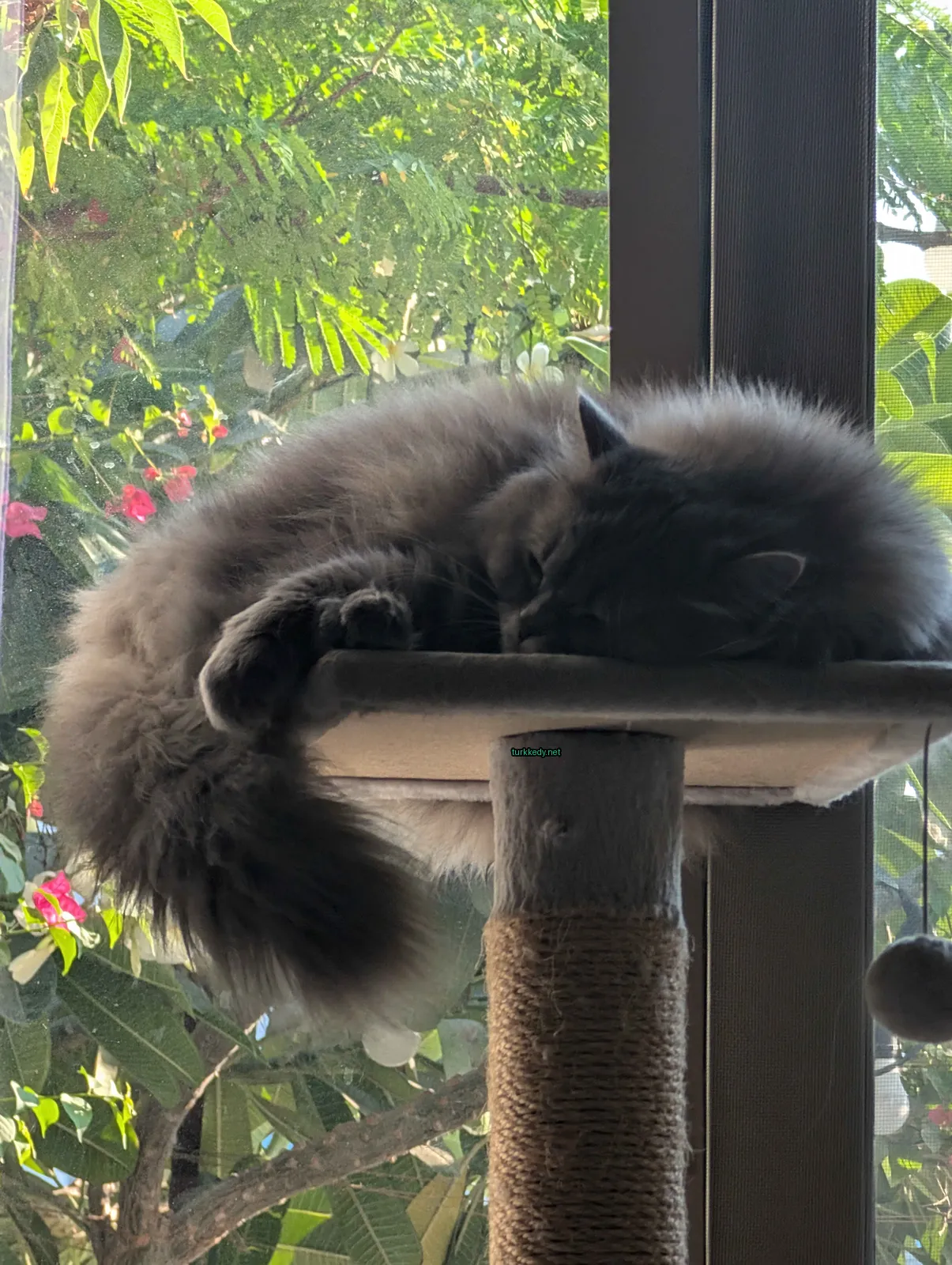 Kedi #3923