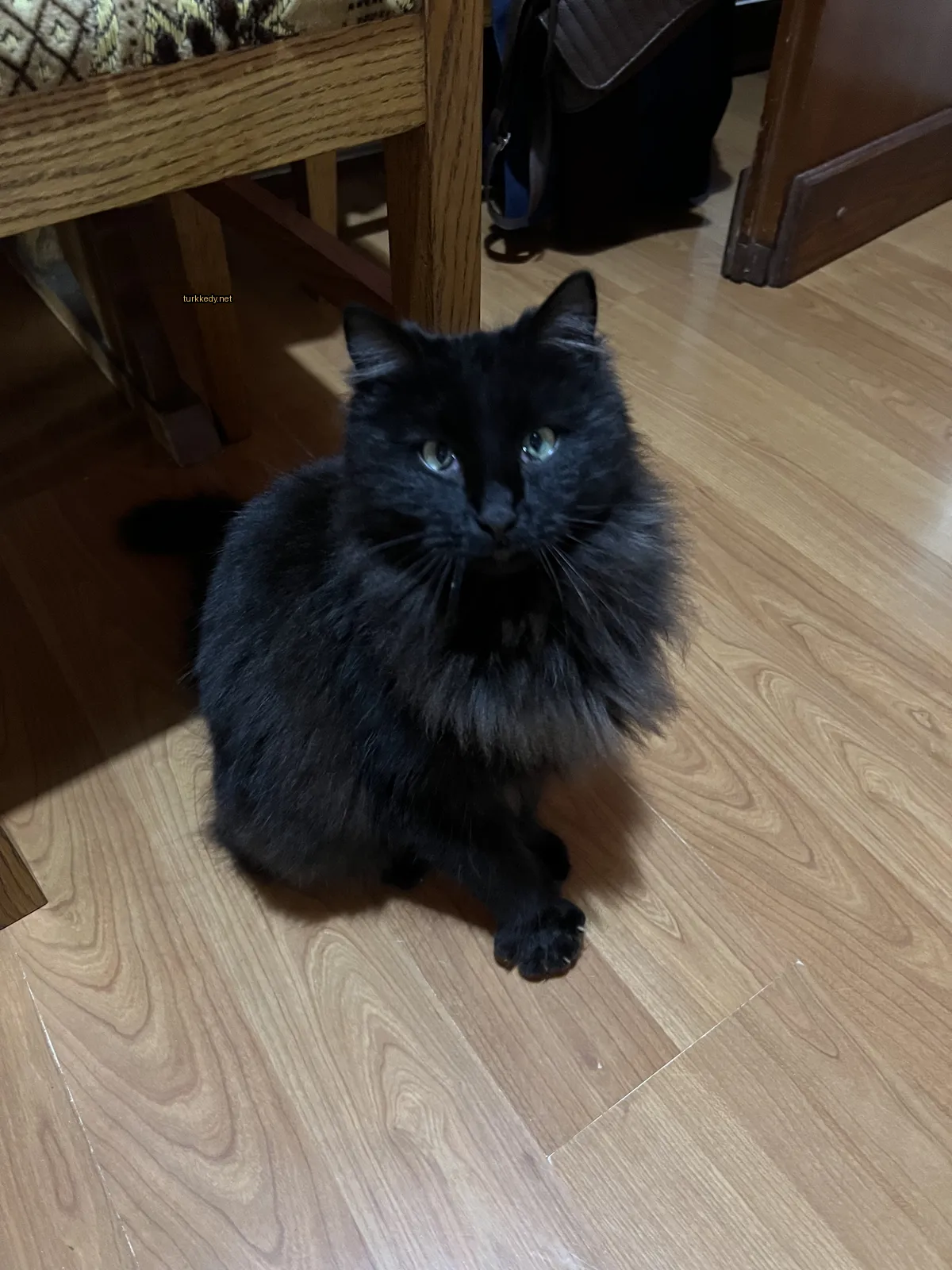 Kedi #3924
