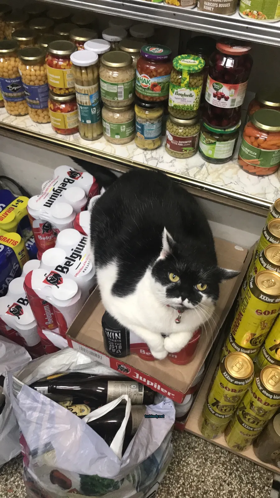 Kedi #3925