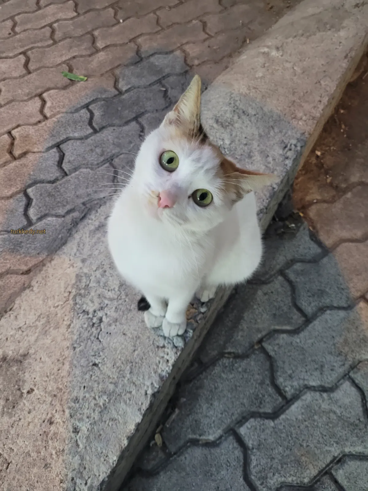 Kedi #3973