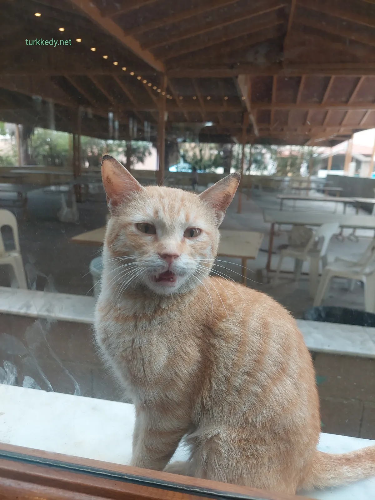 Kedi #3942