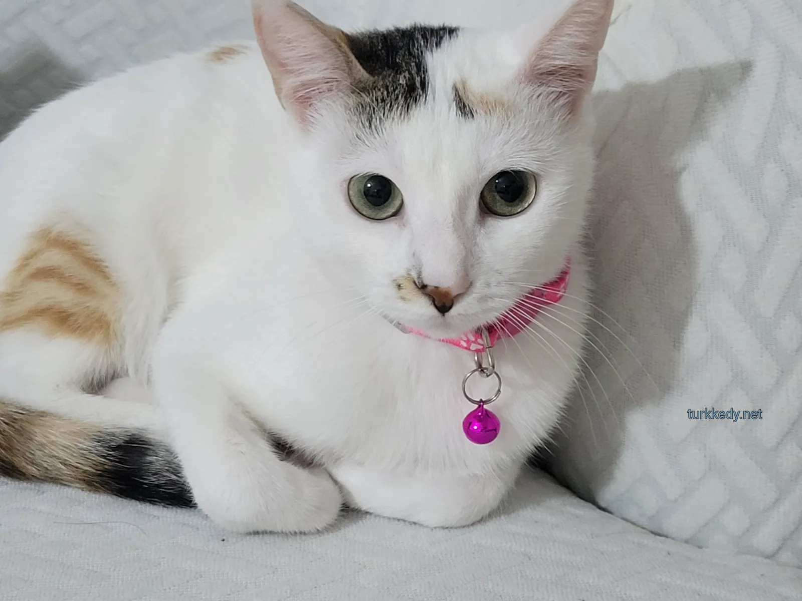 Kedi fotoğrafı #3971