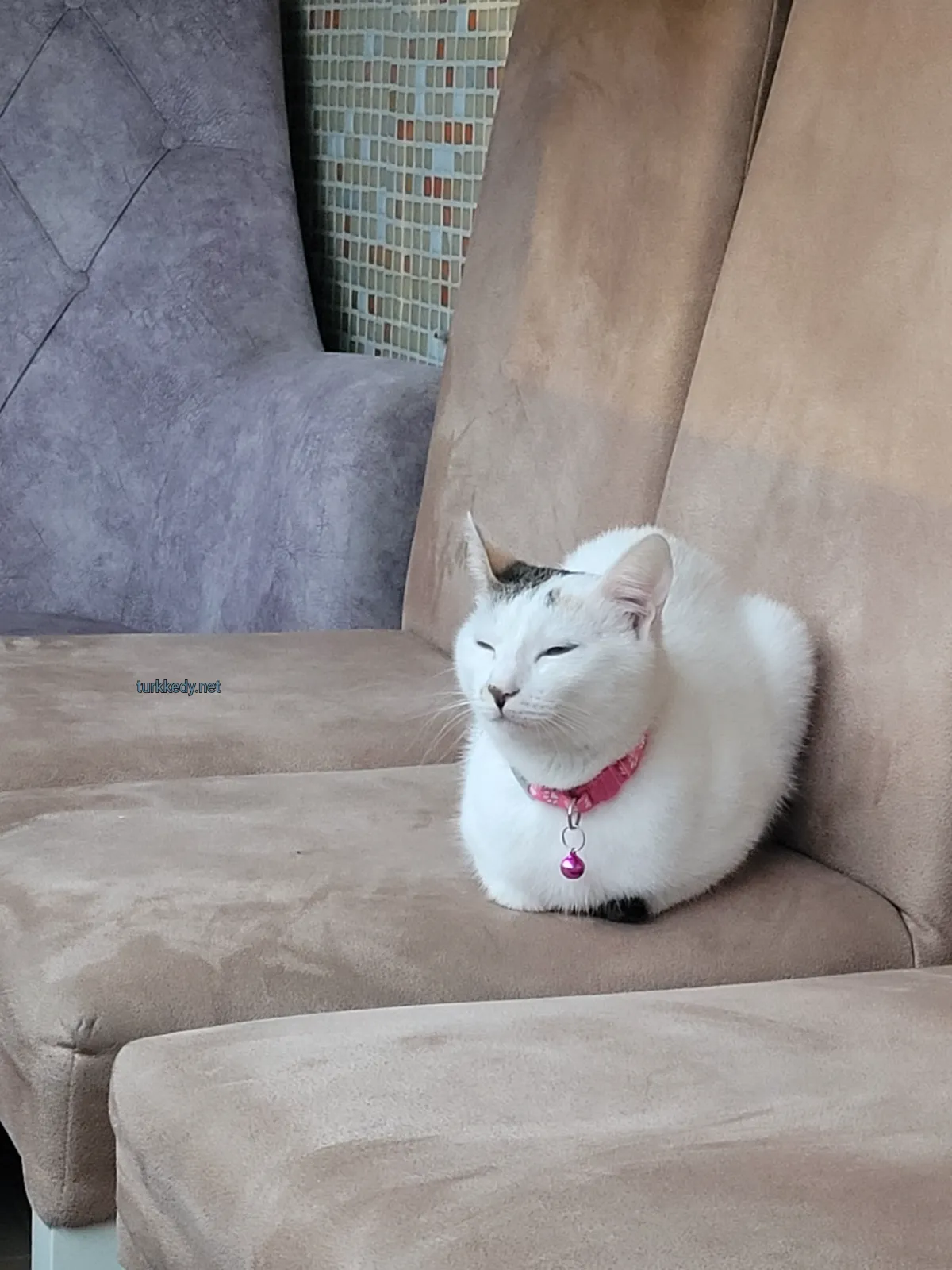 Kedi #3972