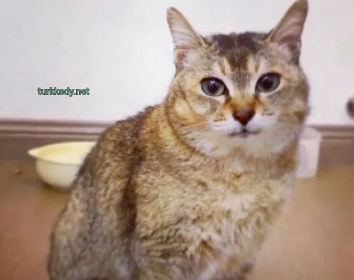 Kedi #3937