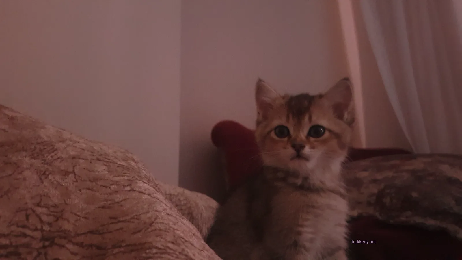 Kedi #3974