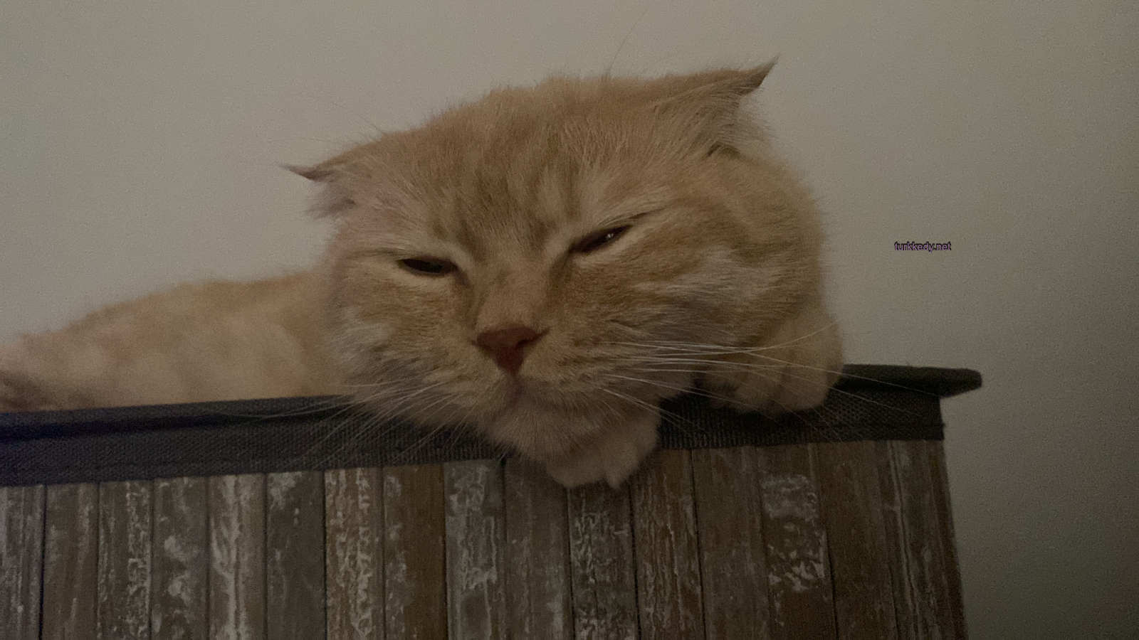 Kedi #3948