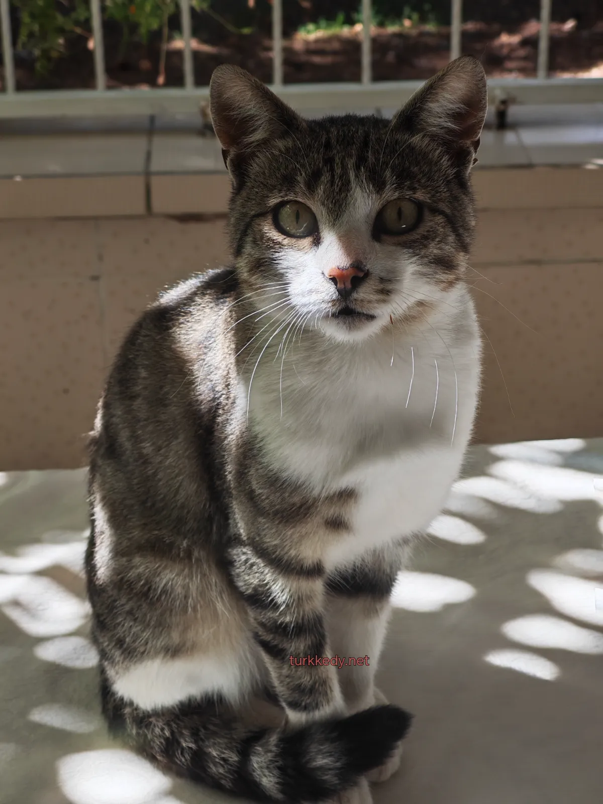 Kedi #4012