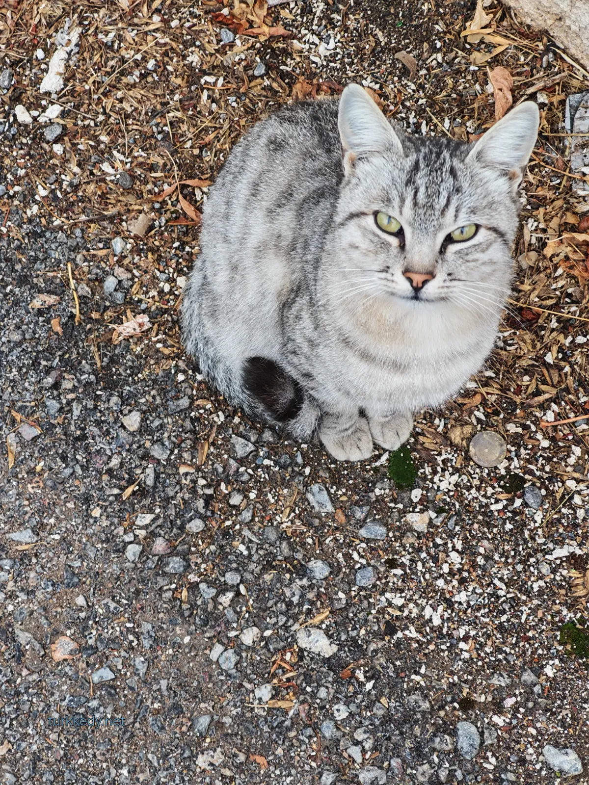 Kedi #4013