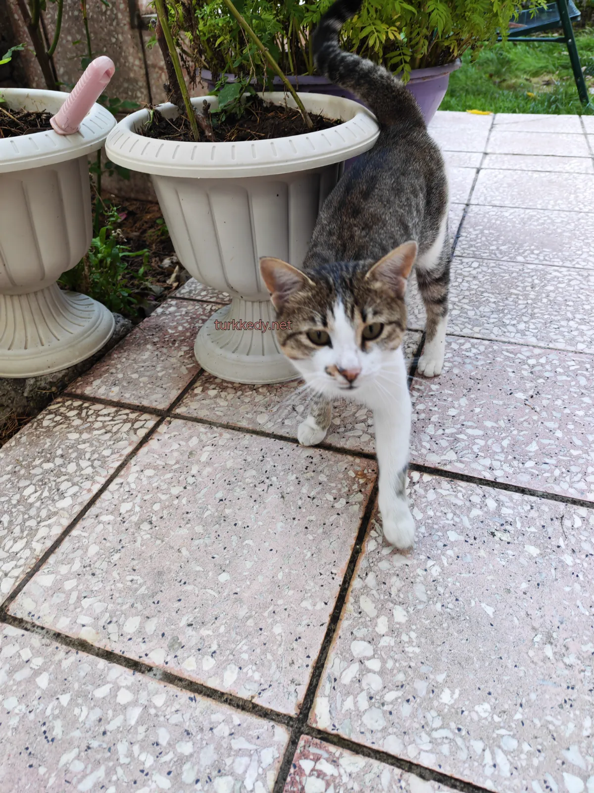 Kedi #4014