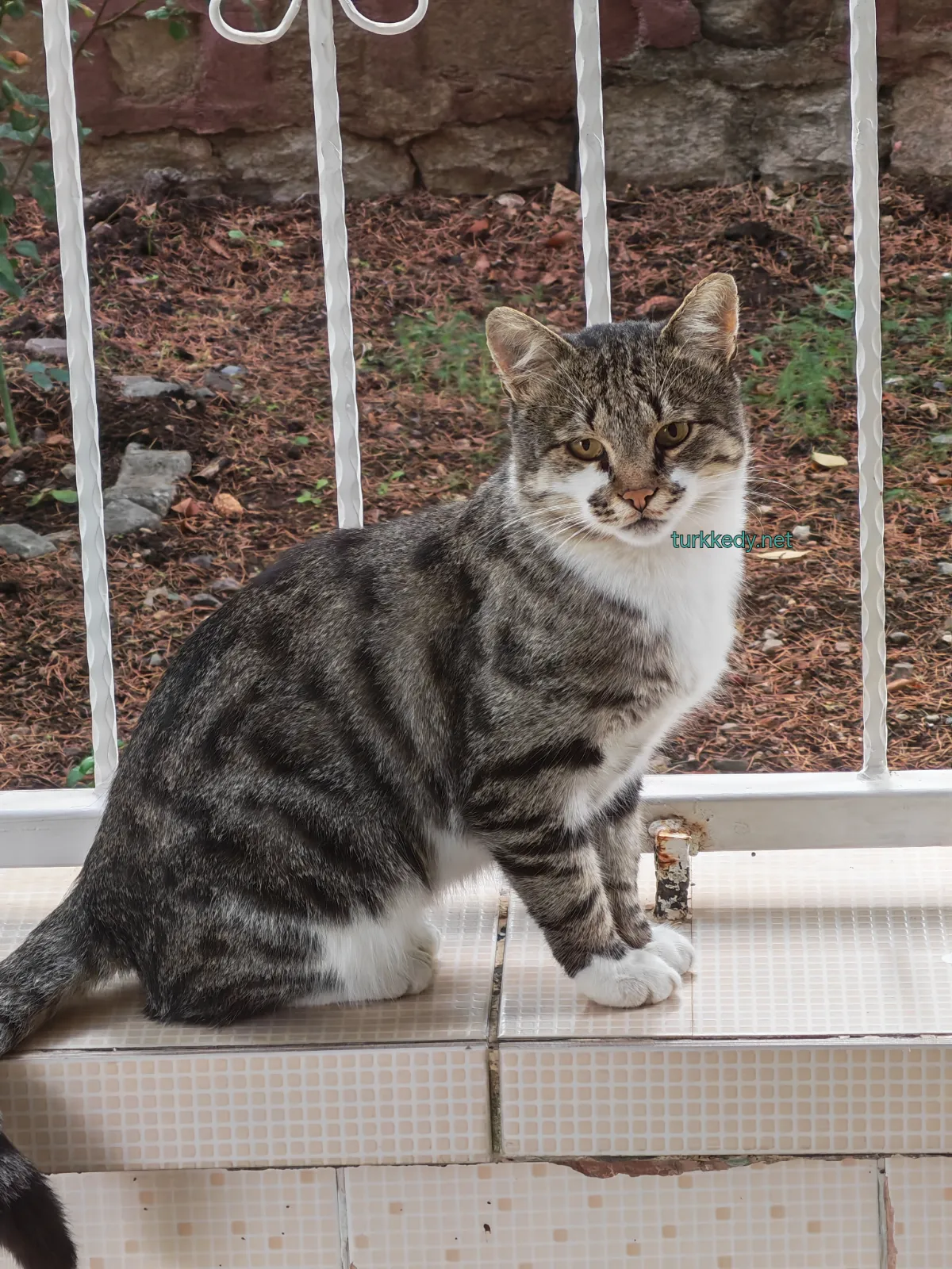 Kedi #4016