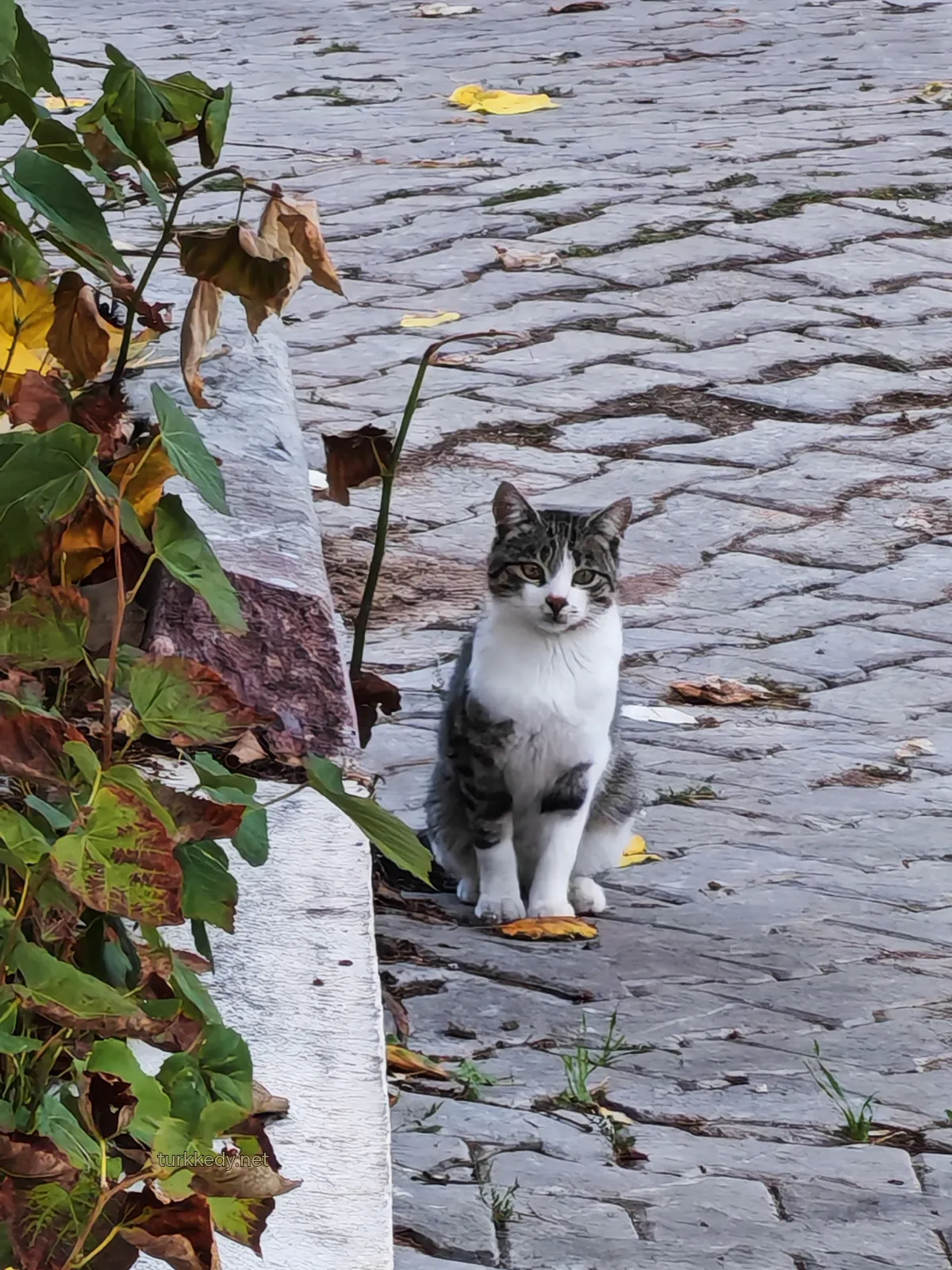 Kedi #4015