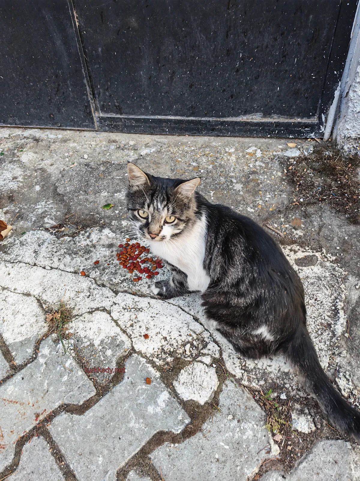 Kedi #4017
