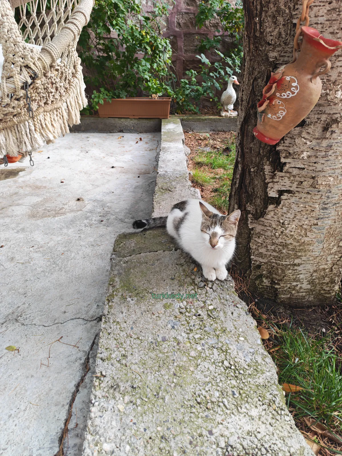 Kedi #4019