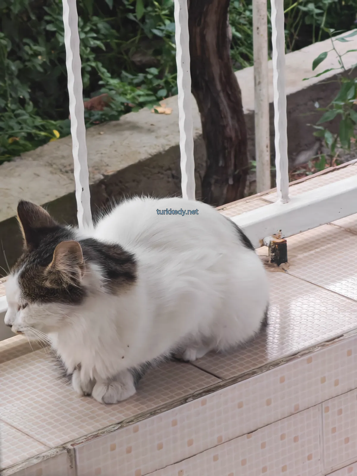Kedi #4018