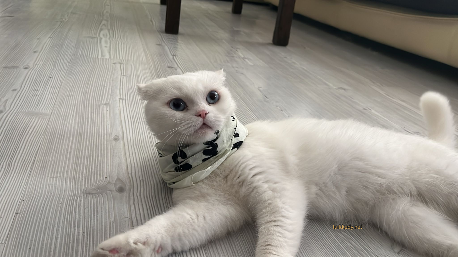 Kedi #3935