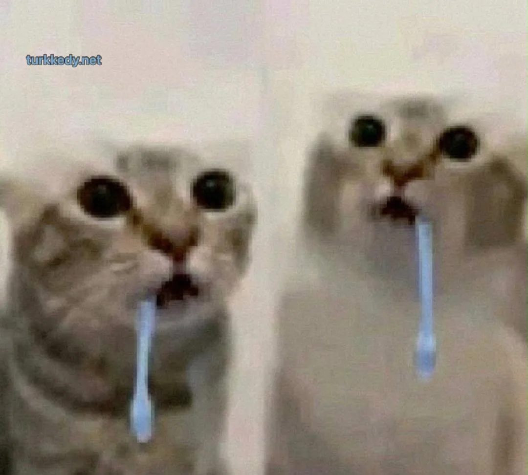 Kedi #4021
