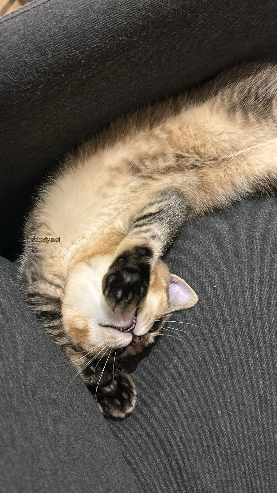 Kedi #3957