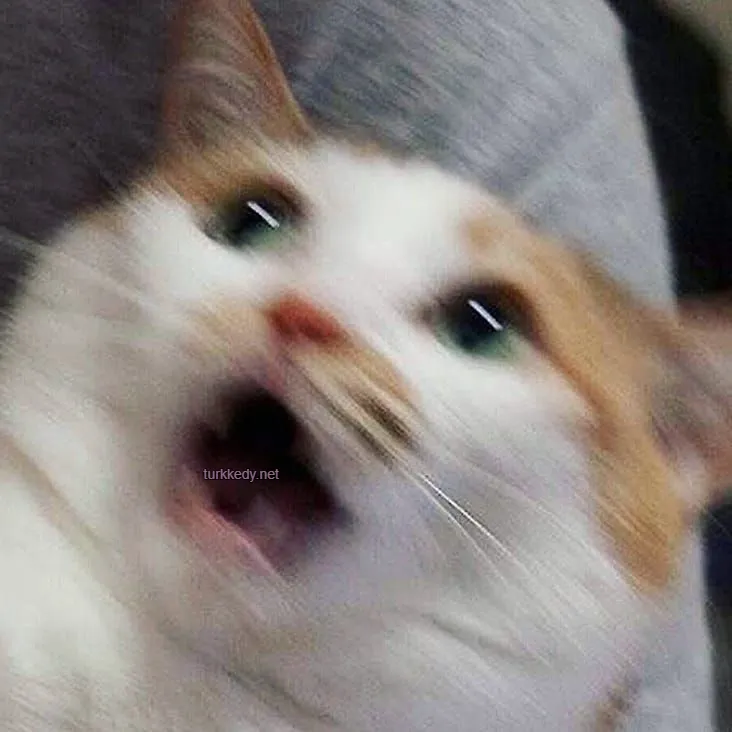 Kedi fotoğrafı #4010