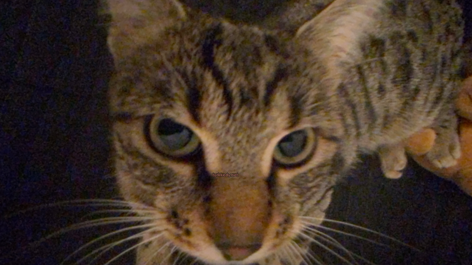 Kedi #3938