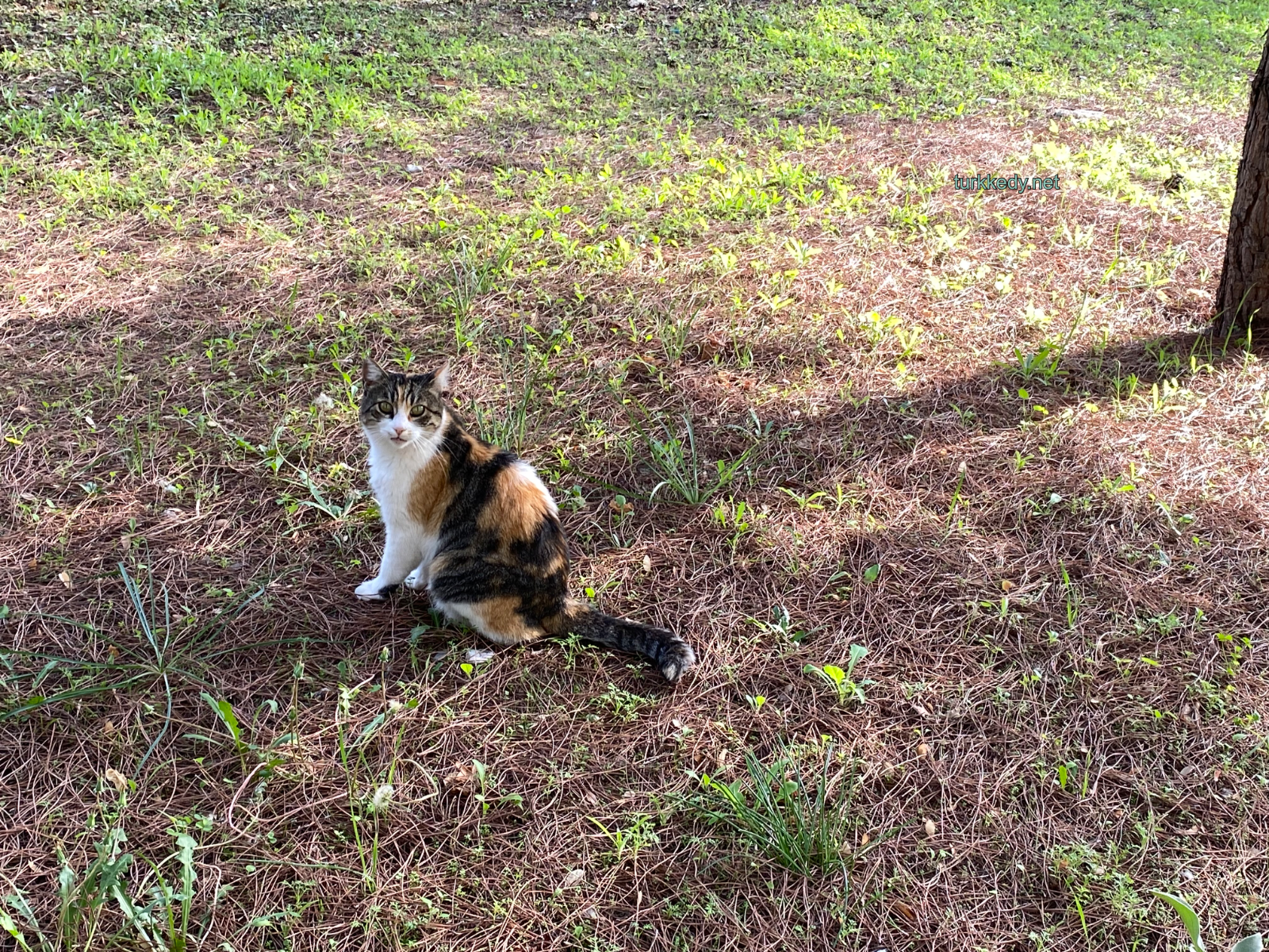 Kedi #3996