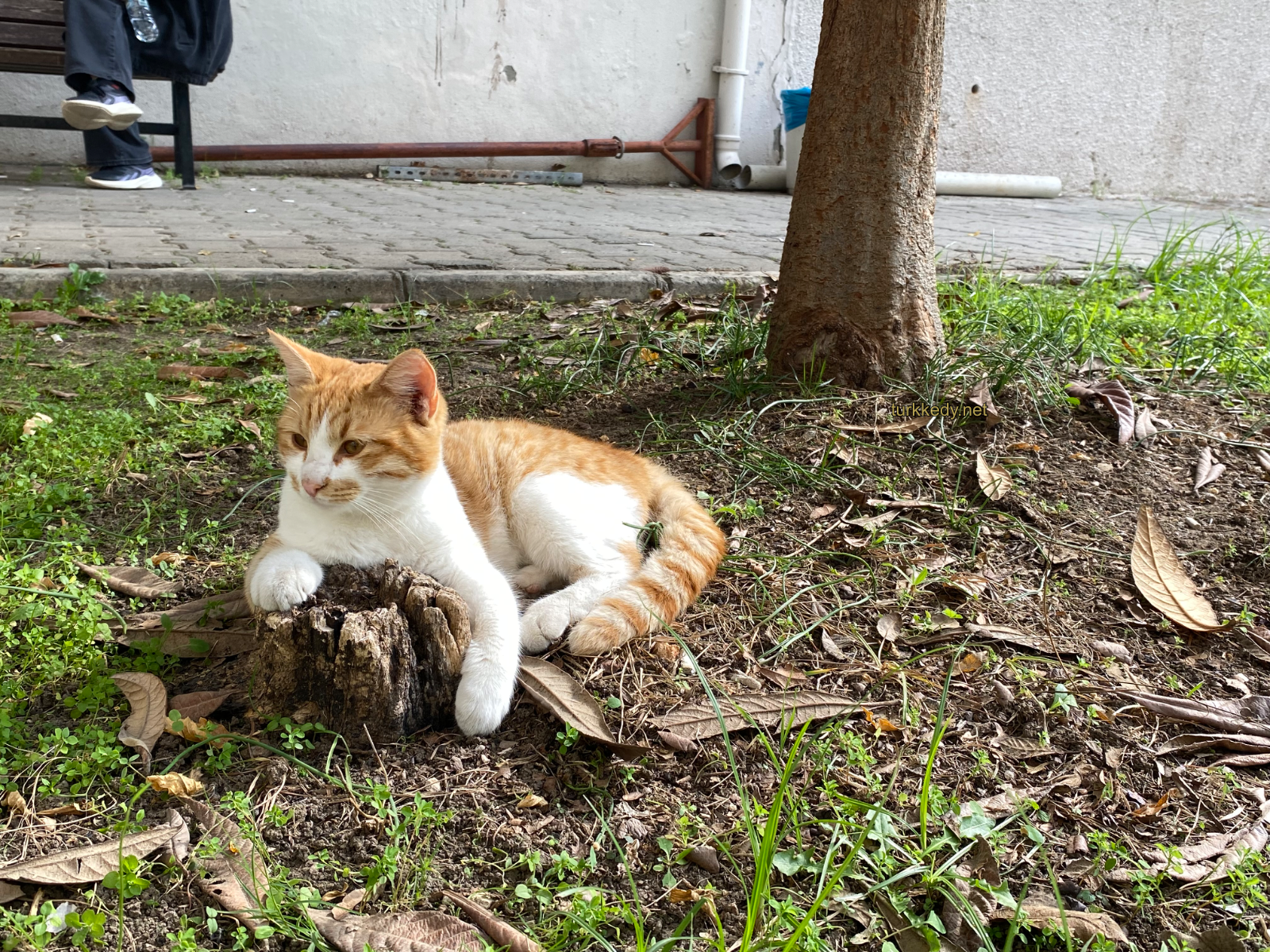 Kedi #4000