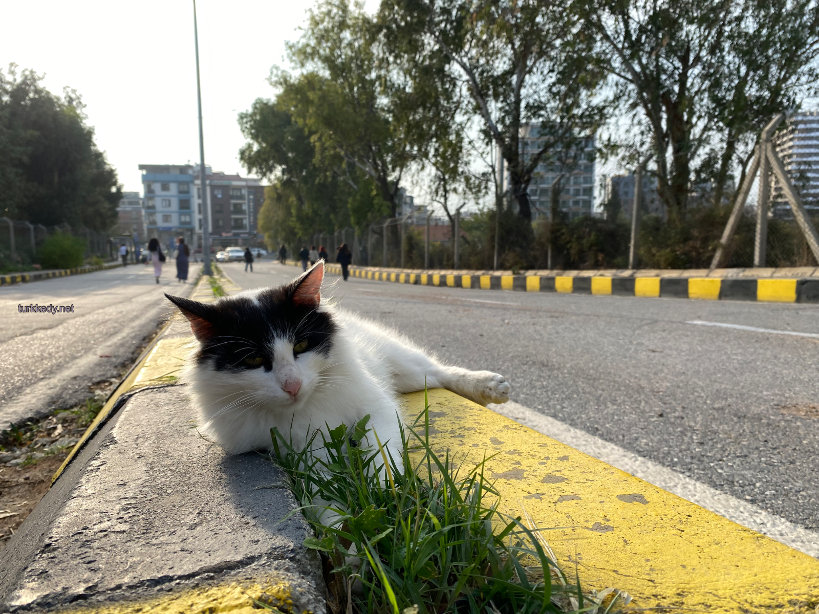 Kedi #3999