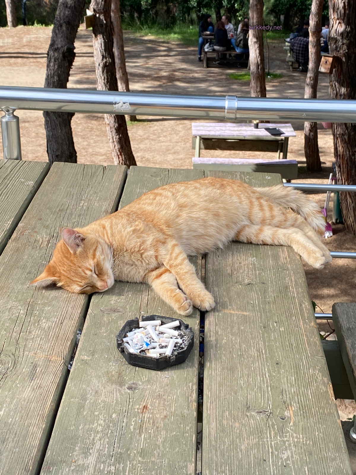 Kedi #3998