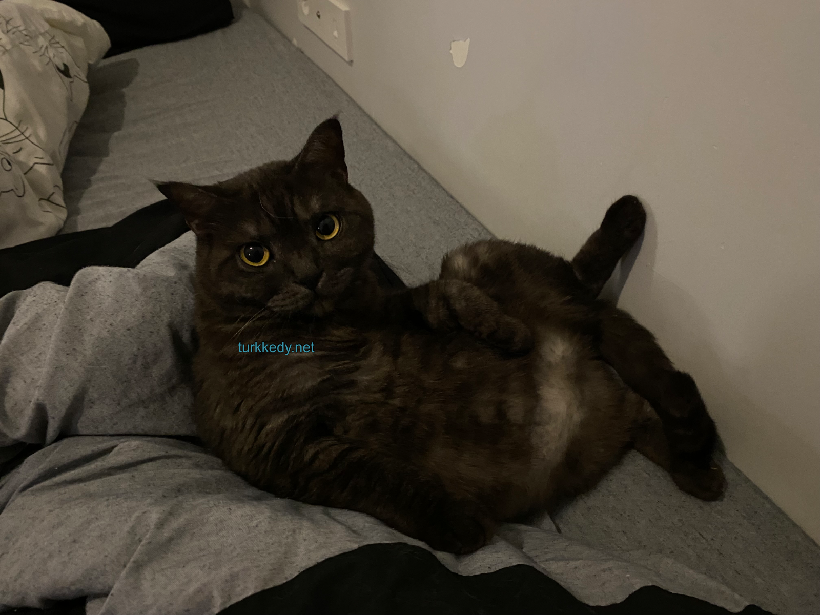Kedi #3997