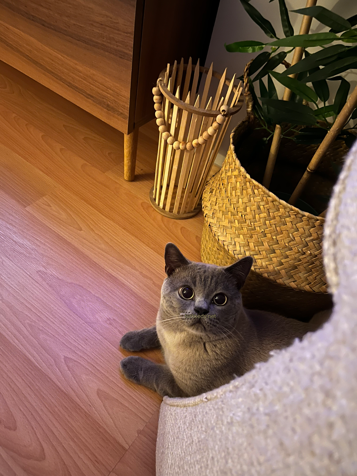 Kedi #3958